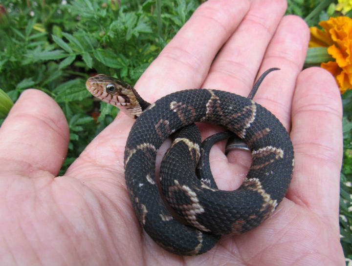 Broadbanded Water Snake